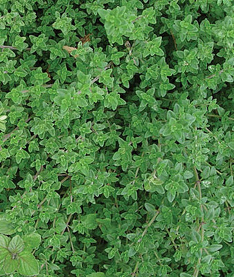 VibeX Creeping Thyme Seed(120 per packet)