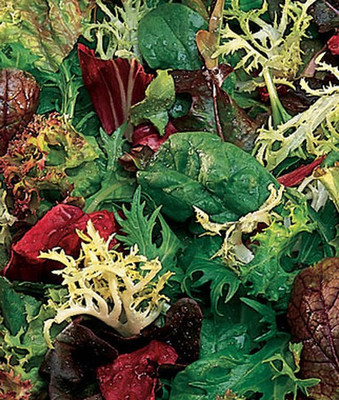 VibeX Mesclun Seed(120 per packet)
