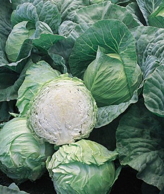 VibeX Organic Cabbage, Early Jersey Wakefield Seed(120 per packet)