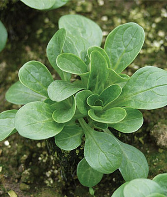 VibeX Hybrid Corn Salad Seed(120 per packet)