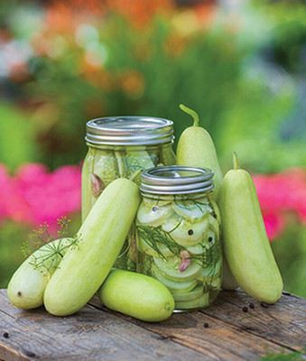 VibeX Organic Cucumber, Honey Plus Hybrid Seed(120 per packet)