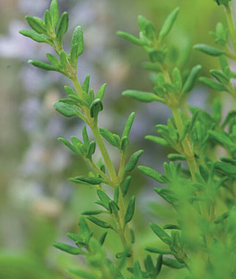 VibeX Organic Thyme Seed(120 per packet)