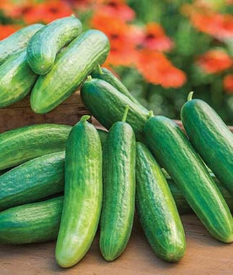 VibeX Organic Cucumber, Lunchbox Seed(120 per packet)