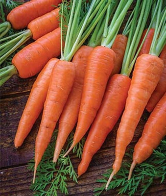 VibeX Carrot Seed(120 per packet)