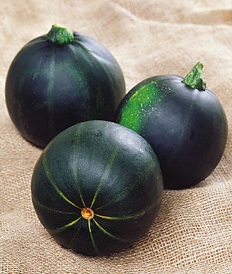 VibeX Squash, Summer Zucchini Limelight Hybrid Seed(50 per packet)