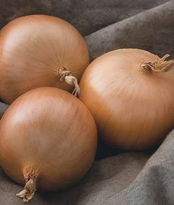 VibeX Onion, Patterson Hybrid Seed(120 per packet)
