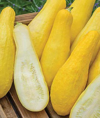 VibeX Squash Seed(50 per packet)