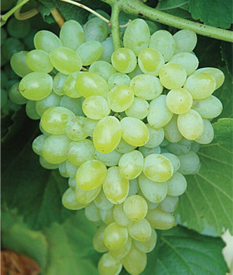 VibeX Grape, Hope Seedless Seed(30 per packet)