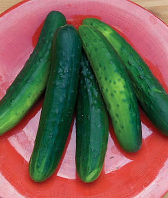 VibeX Cucumber Seed(120 per packet)