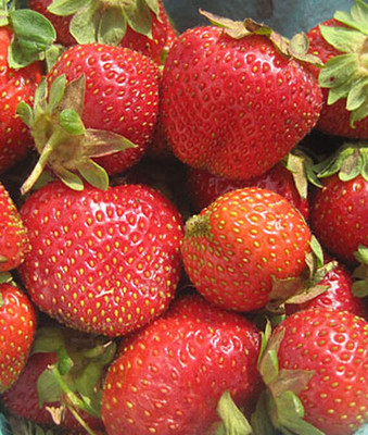 VibeX Strawberry, Camarosa Seed(60 per packet)
