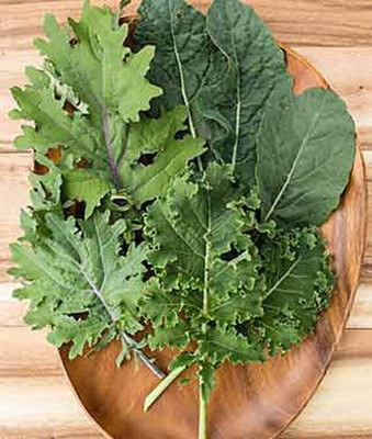 VibeX Organic Kale, Kale Storm Blend Seed(120 per packet)