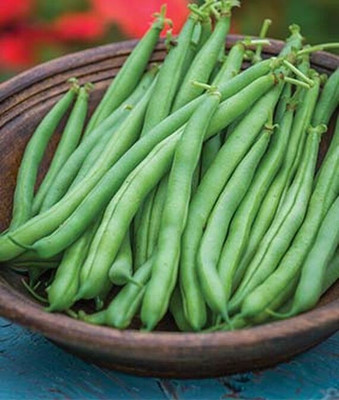VibeX Bean Seed(75 per packet)