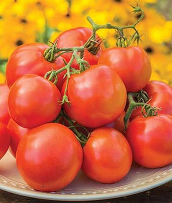 VibeX Tomato Seed(120 per packet)