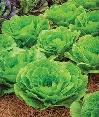 VibeX Barrel Head Hybrid Napa Cabbage Seed(120 per packet)
