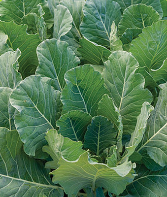 VibeX F1 Organic Tronchuda Beira Hybrid Kale Seed(120 per packet)