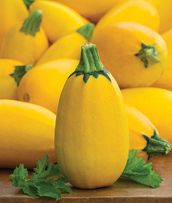 VibeX Golden Egg Hybrid Squash Seed(50 per packet)