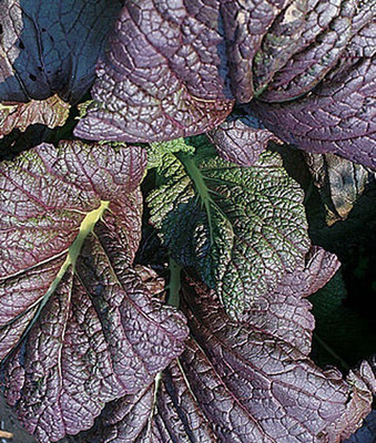 VibeX Red Giant Mustard Seed(120 per packet)