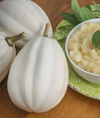 VibeX Winter, Mashed Potatoes Hybrid Squash Seed(50 per packet)