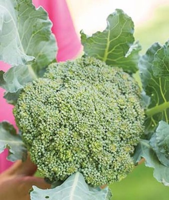 VibeX Broccoli, Eastern Magic Hybrid Seed(120 per packet)