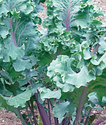 VibeX Organic Red Russian Kale Seed(120 per packet)