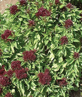 VibeX Purple Cardinal Basil Seed(120 per packet)