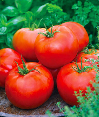 VibeX Tomato, Big Daddy Hybrid Seed(120 per packet)