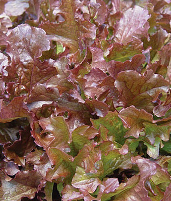 VibeX Red Salad Bowl Organic Lettuce Seed(120 per packet)