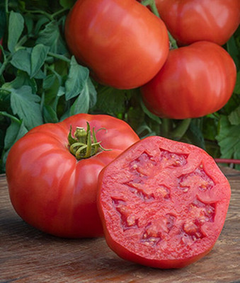 VibeX Tomato Seed(120 per packet)