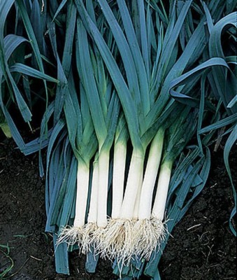 VibeX Leek, Blue Solaise Seed(120 per packet)