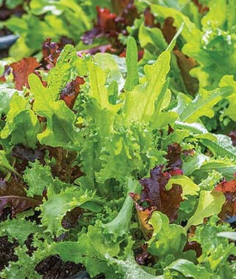 VibeX Organic Leafey Classic Mix Mesclun Seed(120 per packet)