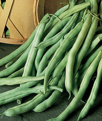 VibeX Bean Seed(75 per packet)