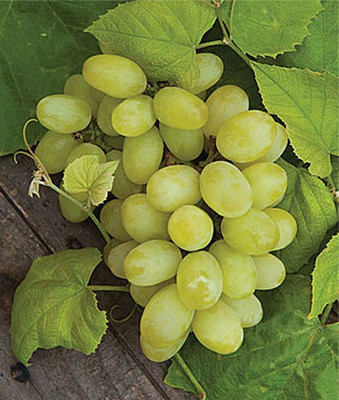 VibeX Grape Seed(30 per packet)