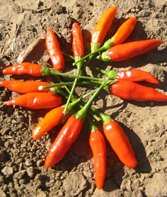VibeX Hot, Tabasco Pepper Seed(120 per packet)