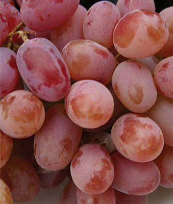 VibeX Grape, Einset Seedless PP6160 Seed(30 per packet)