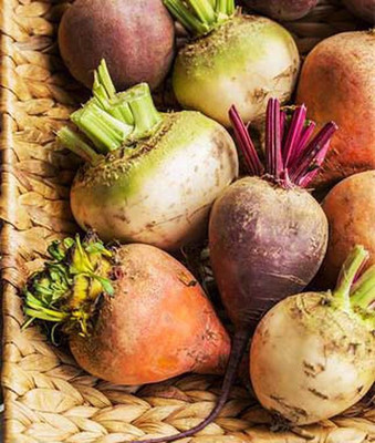 VibeX Organic Three Color Blend Beetroot Seed(120 per packet)