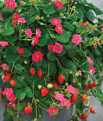 VibeX Strawberry, Toscana Seed(60 per packet)