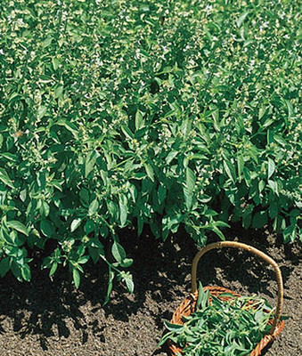 VibeX Lemon Basil Seed(120 per packet)