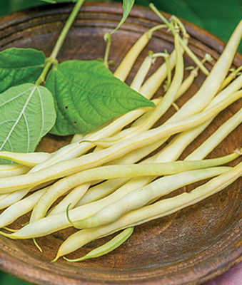 VibeX Bean Seed(75 per packet)