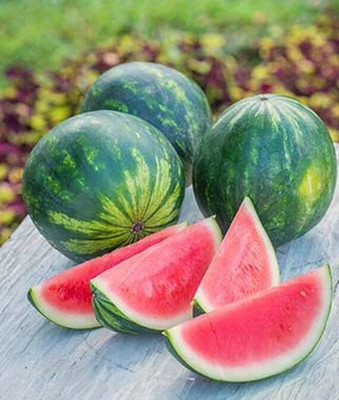 VibeX Watermelon Seed(50 per packet)