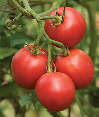 VibeX Tomato Seed(120 per packet)