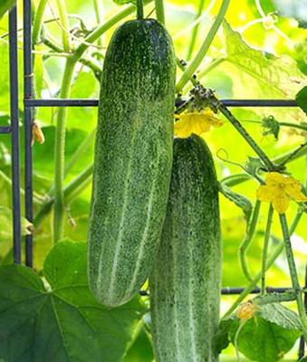 VibeX Organic Cucumber, Chompers Seed(120 per packet)