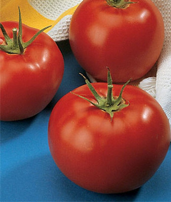 VibeX Tomato Early Pick VF Hybrid Seed(120 per packet)
