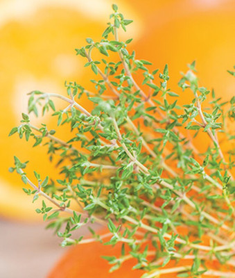 VibeX Orangelo Thyme Seed(120 per packet)