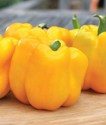 VibeX Pepper, Sweet, Gold Standard Hybrid Seed(120 per packet)