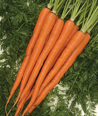 VibeX Carrot, Sugarsnax Hybrid Seed(120 per packet)
