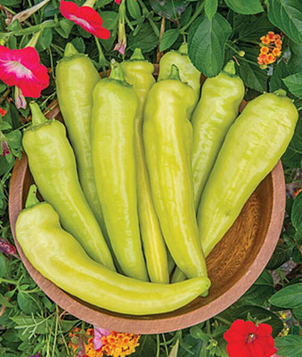 VibeX Hot, Blazing Banana Hybrid Pepper Seed(120 per packet)