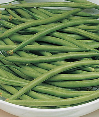 VibeX Bush Bean Prevail Seed(75 per packet)