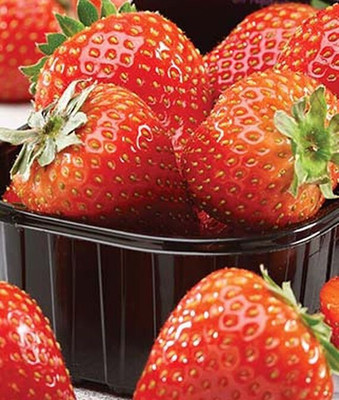 VibeX Strawberry Seed(60 per packet)