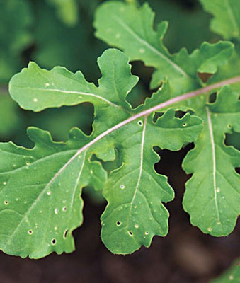 VibeX Arugula Rocket (Roquette)F1 Hybrid Seed(120 per packet)