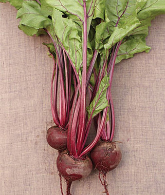 VibeX Beetroot Early Wonder Organic Seed(120 per packet)